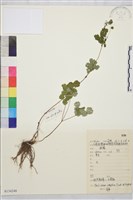 狹序唐松草藏品圖，第1張