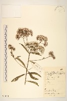 斑鳩菊藏品圖，第1張