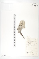 雪兔子藏品圖，第1張