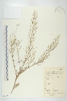 播娘蒿藏品圖，第1張