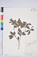 燈籠花藏品圖，第1張