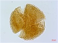 登錄號:S134286藏品圖，第1張