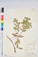 大果大戟藏品圖，第1張