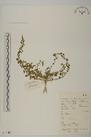 菊葉香藜藏品圖，第1張