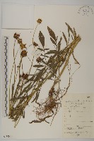 大花金雞菊藏品圖，第1張