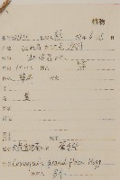 大花金雞菊藏品圖，第2張