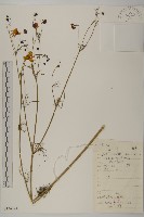 波斯菊、園庭金雞菊藏品圖，第1張