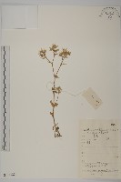 球序卷耳藏品圖，第1張