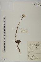 淡黃香青藏品圖，第1張