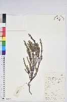 岩須藏品圖，第1張