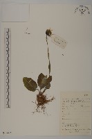 登錄號:S134335藏品圖，第1張