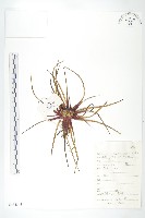 星狀風毛菊藏品圖，第1張