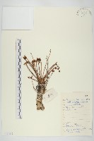 四裂紅景天藏品圖，第1張