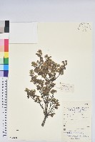 雲層杜鵑藏品圖，第1張