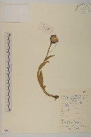 緣毛紫菀藏品圖，第1張