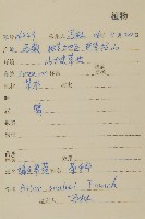 緣毛紫菀藏品圖，第2張