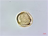 明黨參藏品圖，第1張