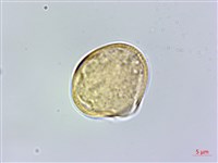 明黨參藏品圖，第2張