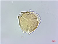 明黨參藏品圖，第3張