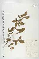 木半夏藏品圖，第1張