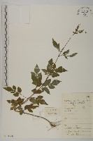 鬼針舅藏品圖，第1張