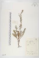 泥胡菜藏品圖，第1張