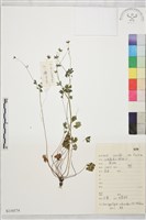 天葵藏品圖，第1張