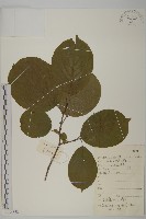 苦皮藤藏品圖，第1張