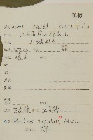 苦皮藤藏品圖，第2張