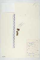 四葉紅景天藏品圖，第1張