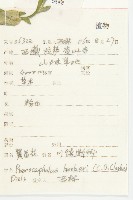 匙葉翼首花藏品圖，第2張