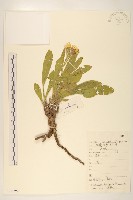 臭蚤草藏品圖，第1張