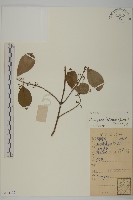 扶芳藤藏品圖，第1張