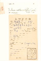 假吐金菊藏品圖，第2張