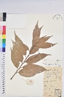 星刺栲、羅浮錐藏品圖，第1張