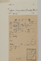 瓜槌草、漆姑草藏品圖，第2張