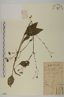 下田菊藏品圖，第1張