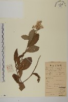 薄葉艾納香藏品圖，第1張