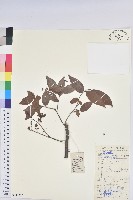 米飯花藏品圖，第1張