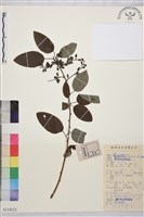 多花勾兒茶, 多花黃鱔藤藏品圖，第1張