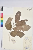 板栗藏品圖，第1張