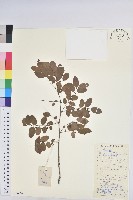 青灰葉下珠藏品圖，第1張