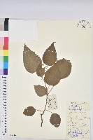 假扎包葉藏品圖，第1張