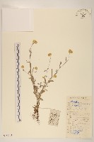 鼠麴草藏品圖，第1張