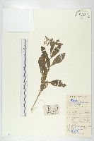 無瓣蔊菜藏品圖，第1張