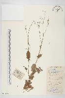 黃鵪菜藏品圖，第1張