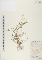 碎米薺藏品圖，第1張