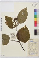 毛果枳椇藏品圖，第1張