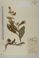 薄葉艾納香藏品圖，第1張