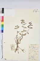 乳仔草藏品圖，第1張